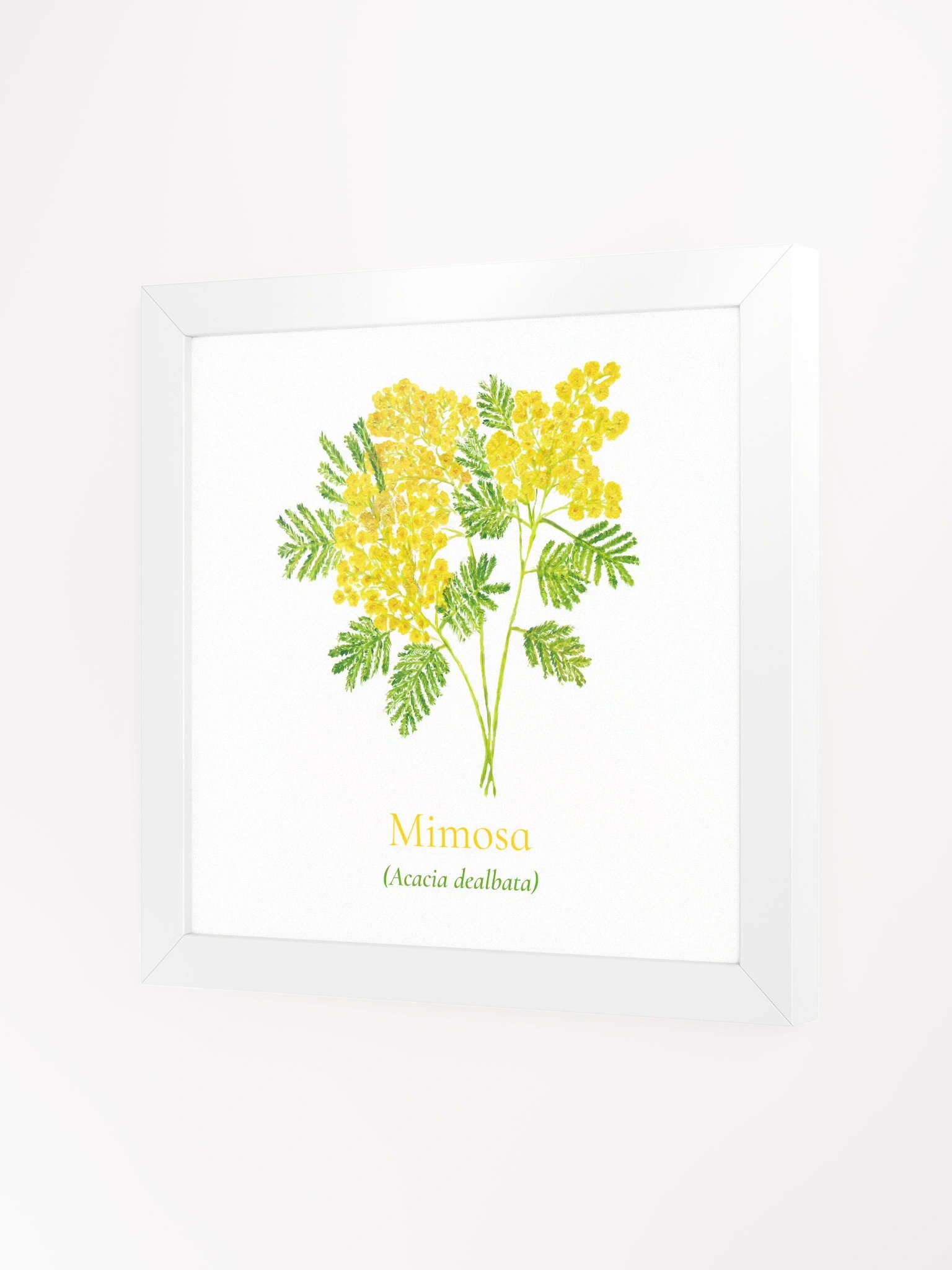 Mimosa Botanicus Frame product image (3)