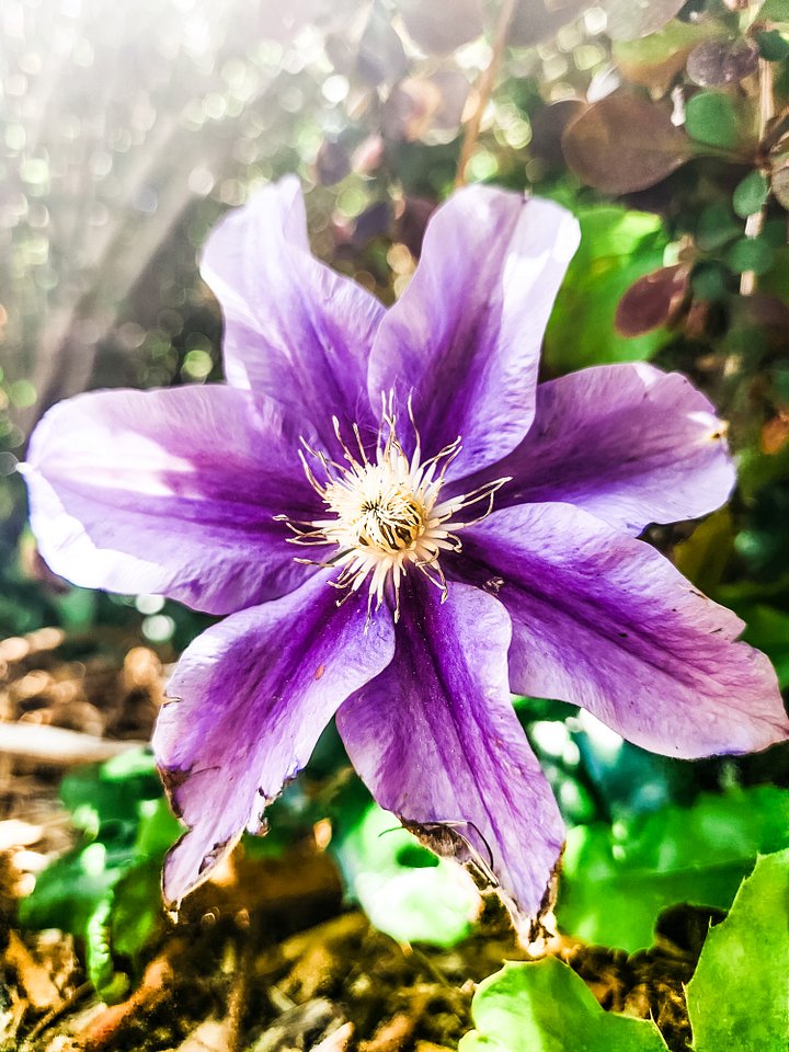 Purple is just a really tired Pink. product image (2)