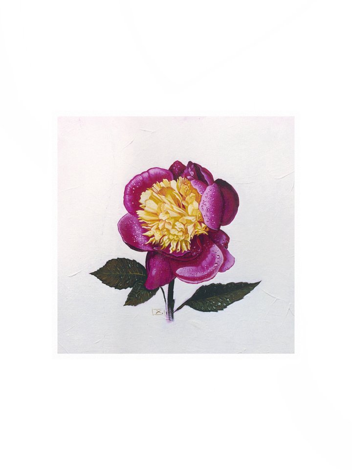 Peony After the Rain product image (1)