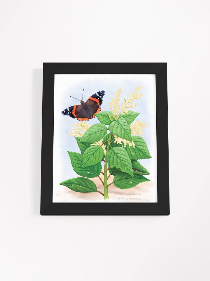 Red Admiral Butterfly product image (6)