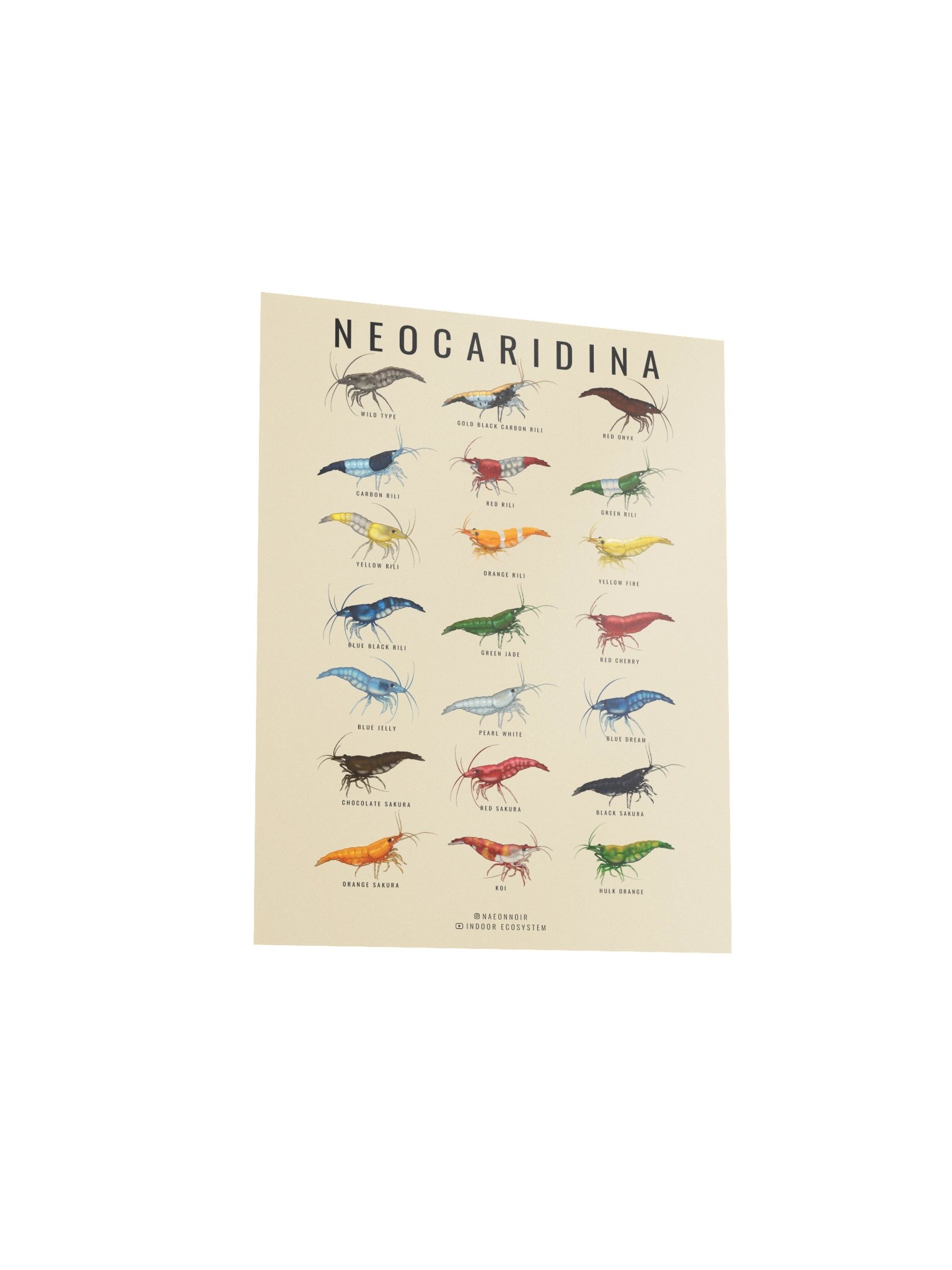 NEOCARIDINA SHRIMP POSTER (CREAM) product image (3)