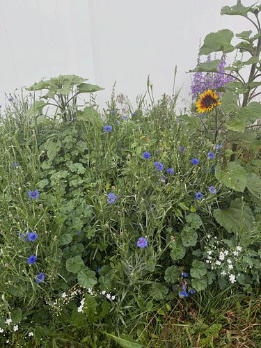 About two months ago, I shared the barren patch of dirt that I hoped would soon sprout with color. And sprout with color it h...