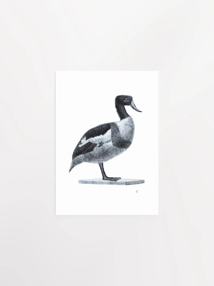 Majestic Bird Illustration Poster - Duck product image (1)