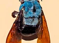 Bees's tag thumbnail