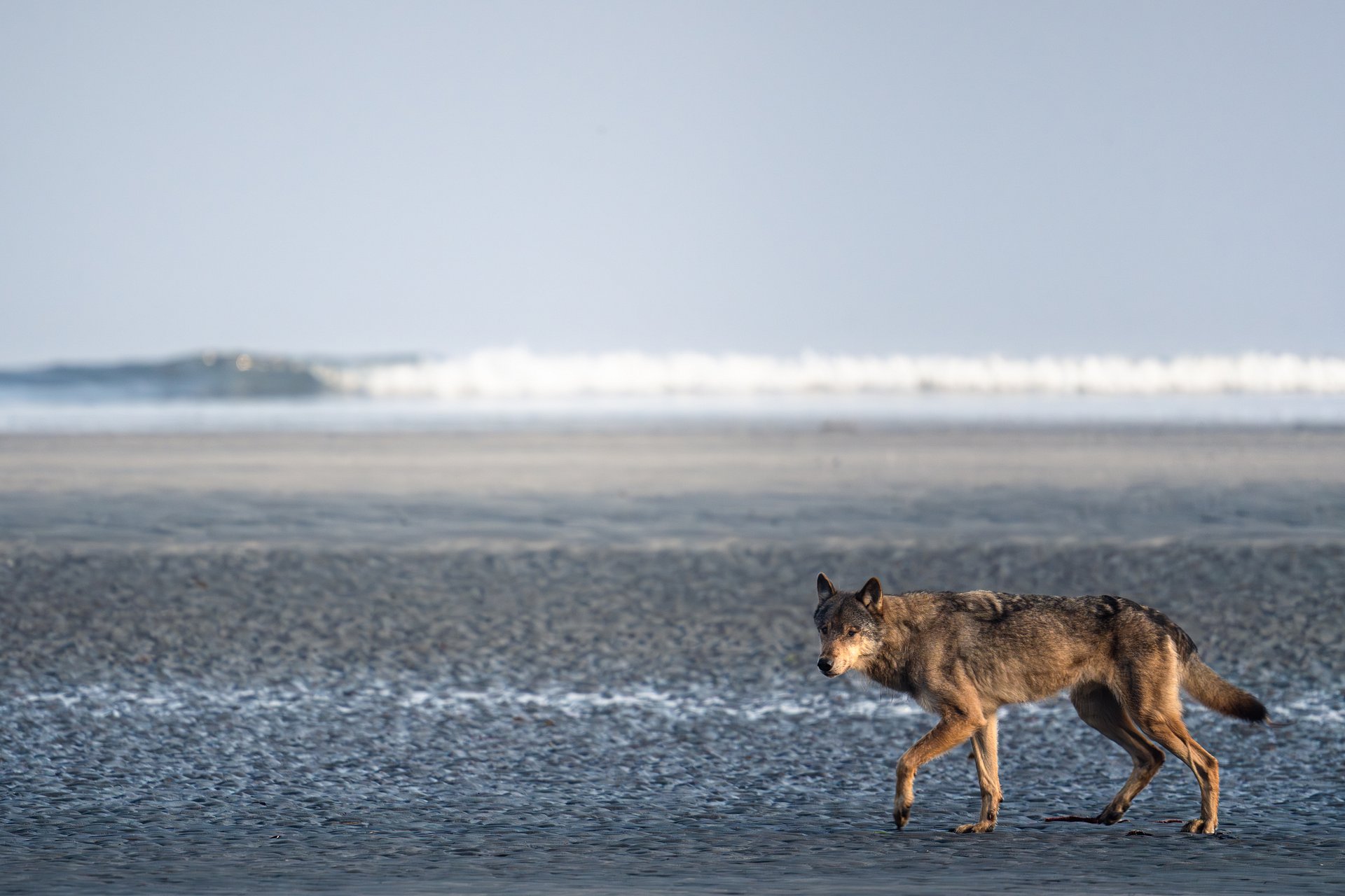 Waves & Wolves product image (1)