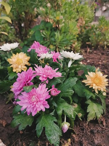 I've never had a green thumb, so the fact that these are all in bloom right now astounds me. Among other things, flowers are ...