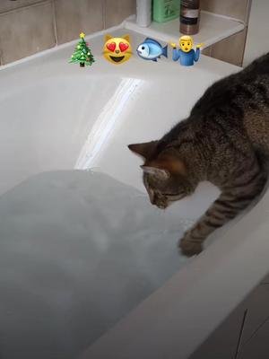 🎄😻🐟🤷‍♂️ #STOREroomLONDON #STOREroomBERLIN #catze #christmas #weinachten #cat #bathroom #tube #animalsoftiktok #cat #play #fishing 