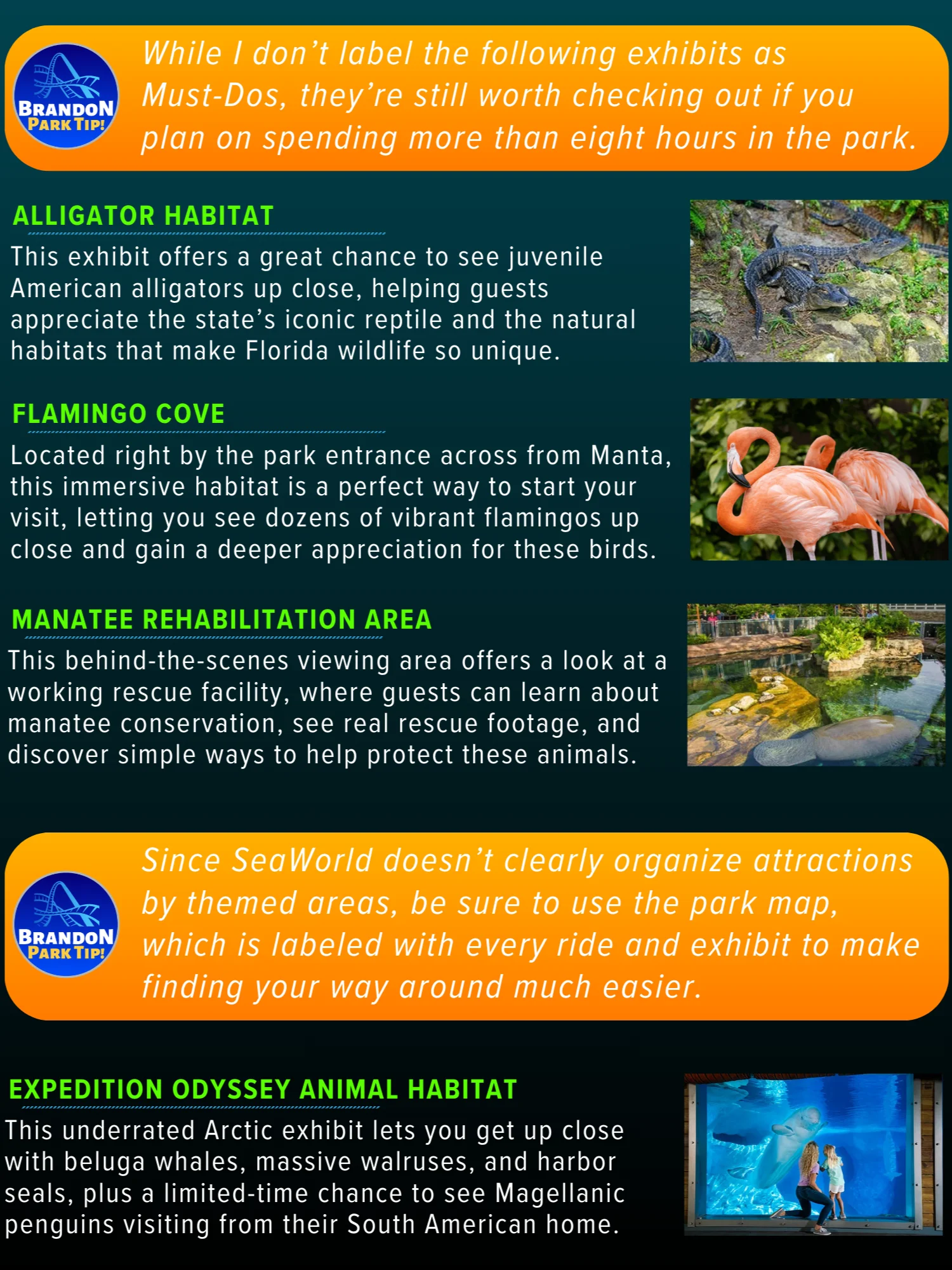 SeaWorld Orlando Guide 2026 | 55-Page Printable Digital PDF, Instant Download product image (4)