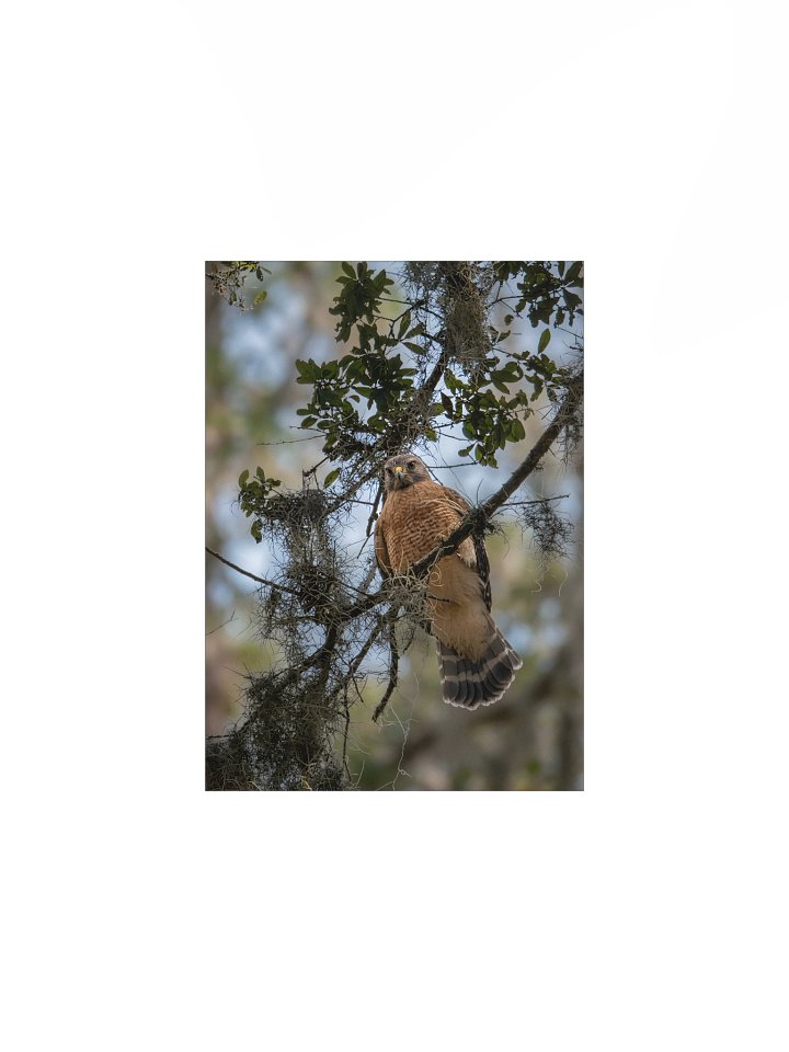 Red-Shouldered Hawk Perch product image (1)