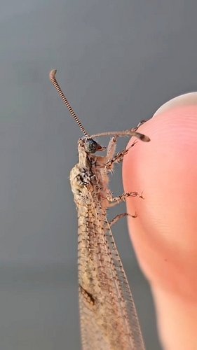 This is not a damselfly, a mantis, or a dragonfly. It's an antlion, the adult form of the doodlebug!

I found it on my porch ...