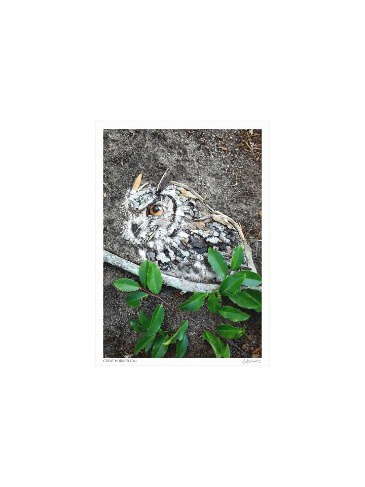 GREAT HORNED OWL | Fine Art Print product image (2)
