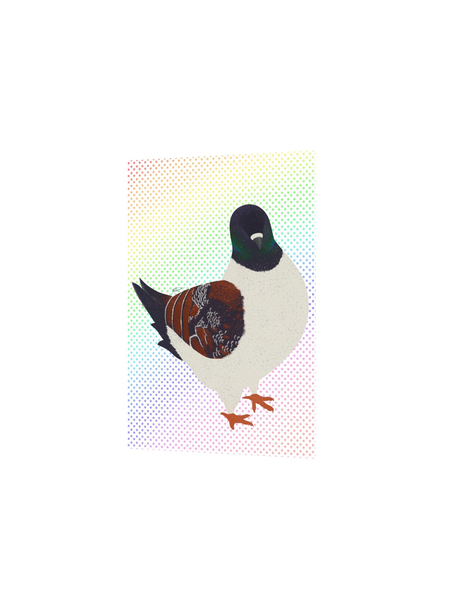 Modena Pigeon (2026) product image (4)