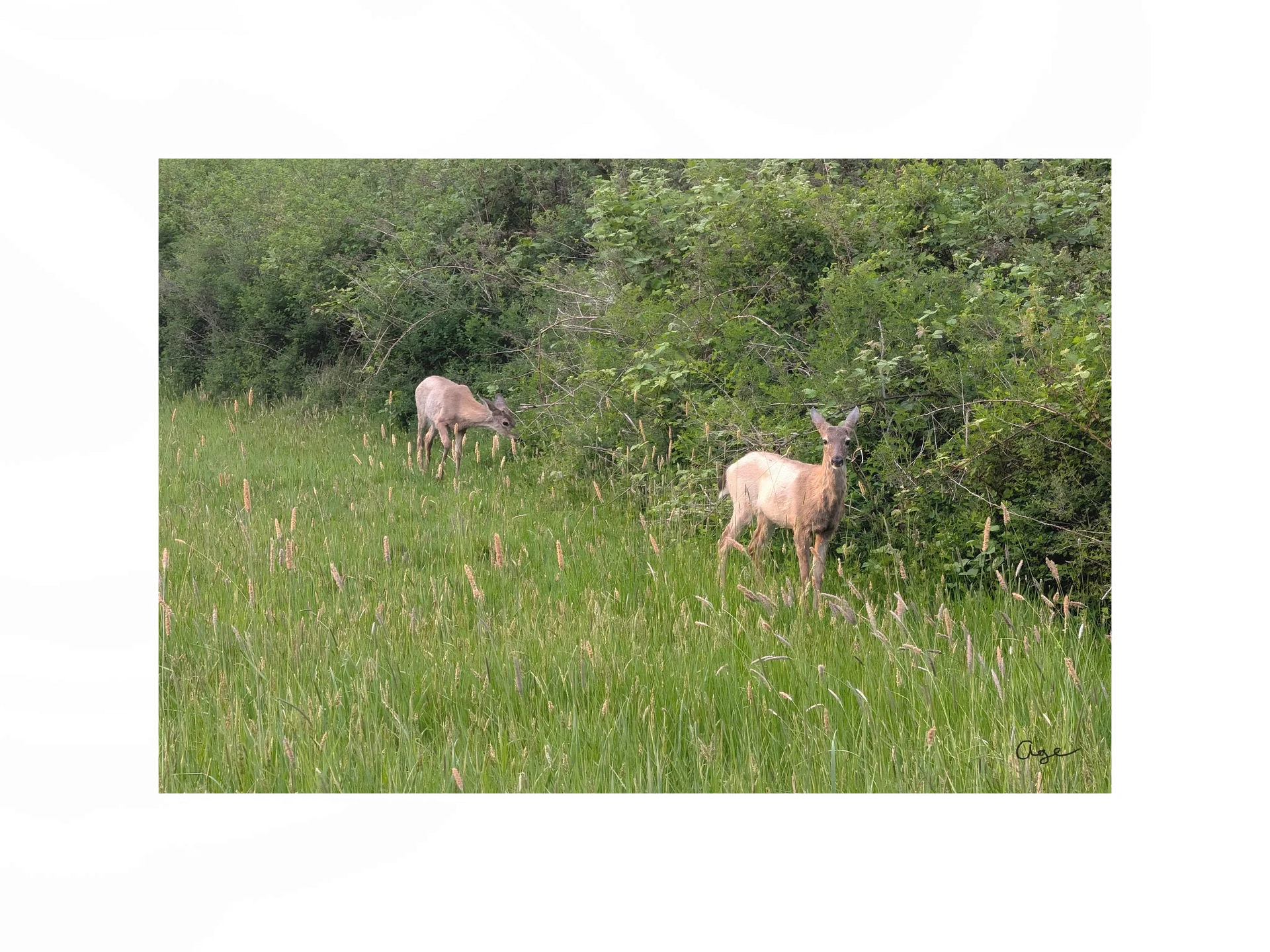 Wild Grounds - Fine Art Print product image (1)