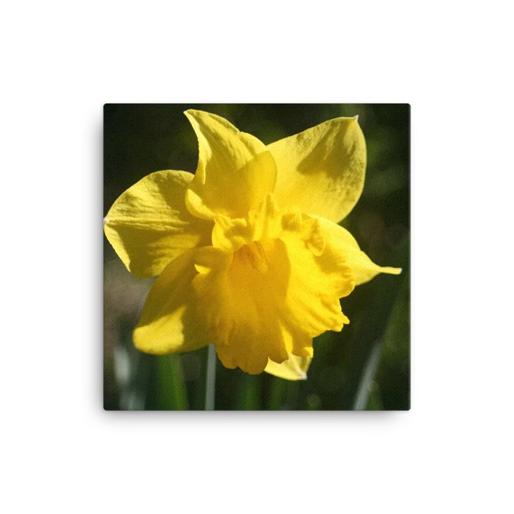 Daffodil product image (1)