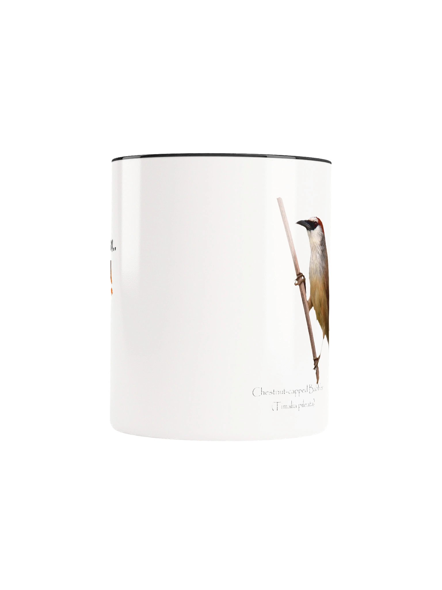 Chestnut-capped Babbler product image (42)