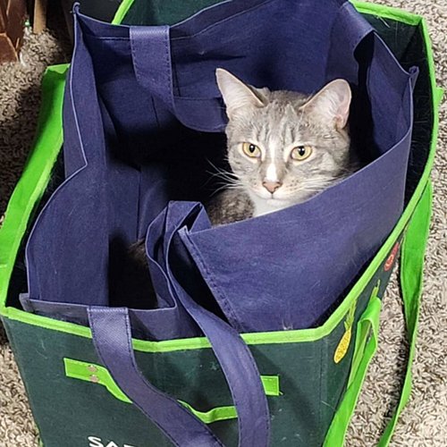 I don't remember ordering that online?