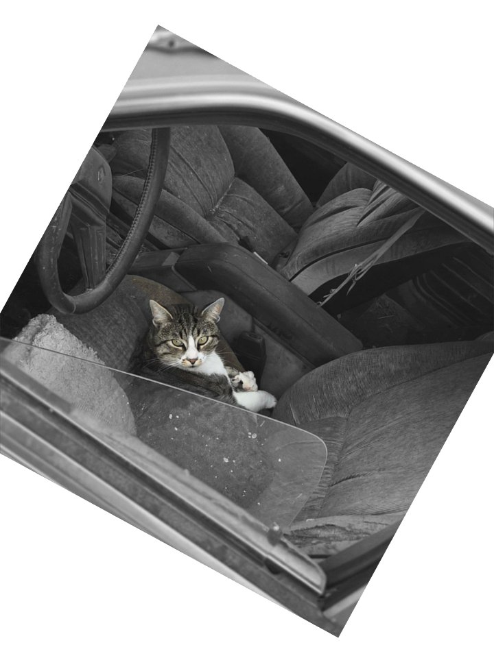 Car Sitting Cricket Sticker product image (2)