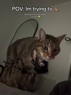 Like can yall wait outside or? 😭 #catsoftiktok #dogsoftiktok #fyp 