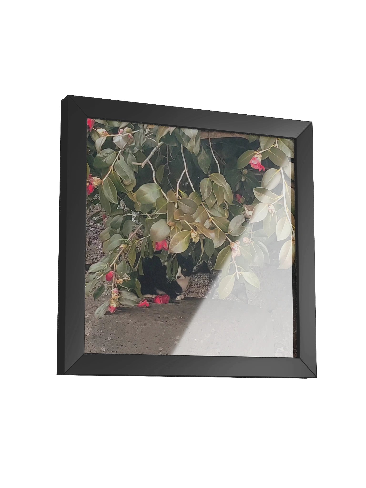 Camellia product image (3)