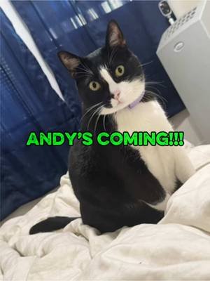Andy’s coming take 2. #tuxiearmy #toystory #cat #cats #ai 