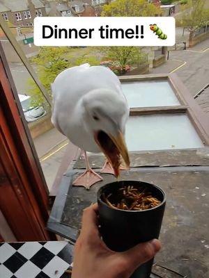 The boys were going a little crazy today! I love them with all my heart ❤️ #fyp #foryou #seagull #birds #feedingsteven