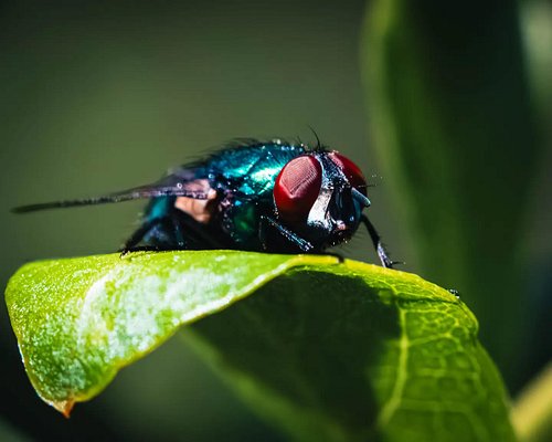 EXTREME MACRO PHOTOGRAPHY — THIS FLY IS FUCKING SCREAMING.

I don't know what I expected when I started getting this close to...