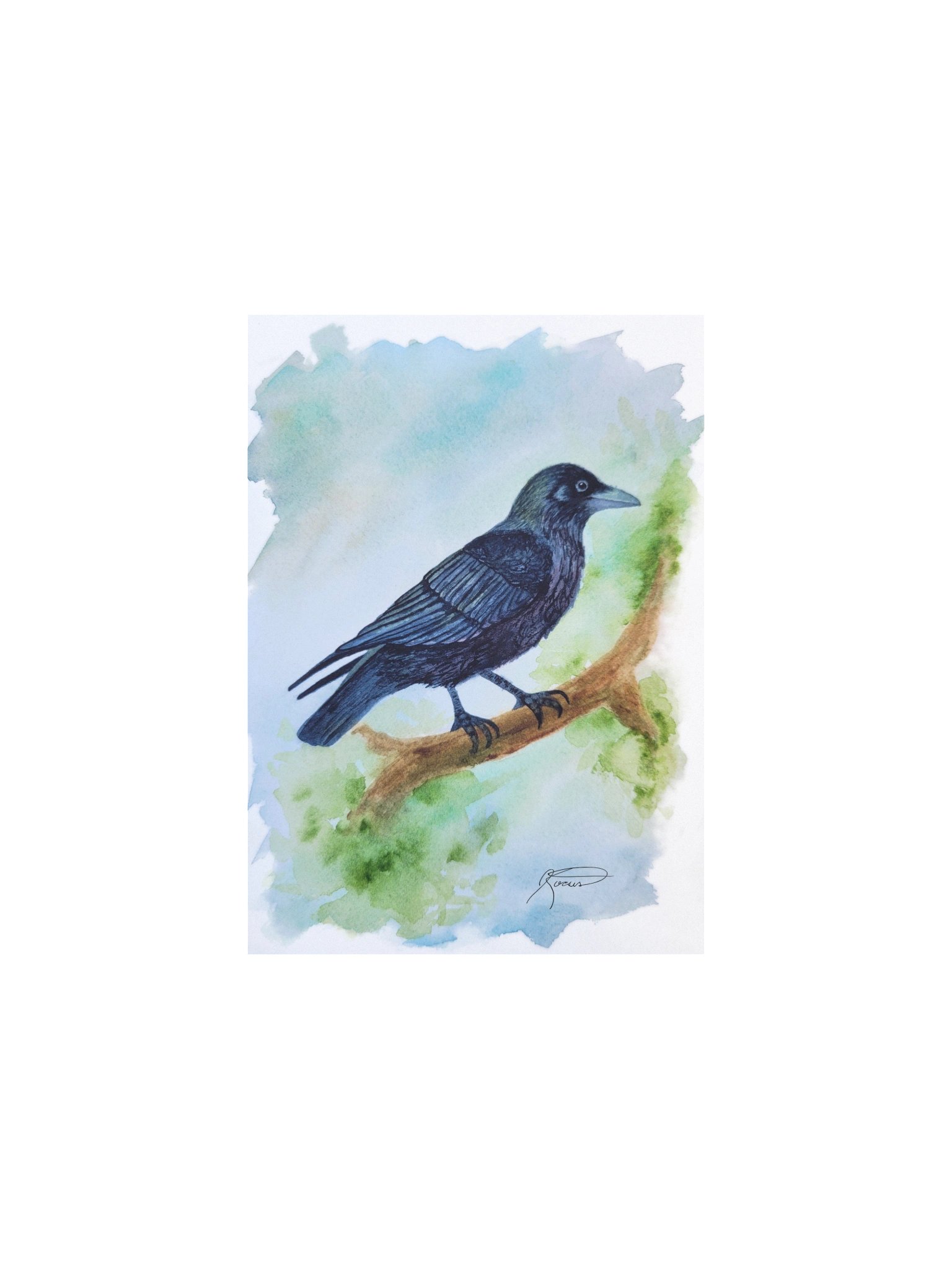 American Crow (2025) product image (1)