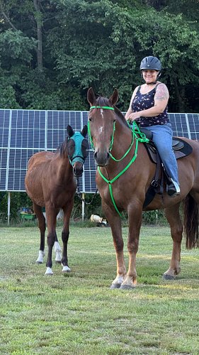 My lovely boys learning how to trail ride together 
#horsegirl #equestrian #horses #lbgtequestrian #queerequestrian