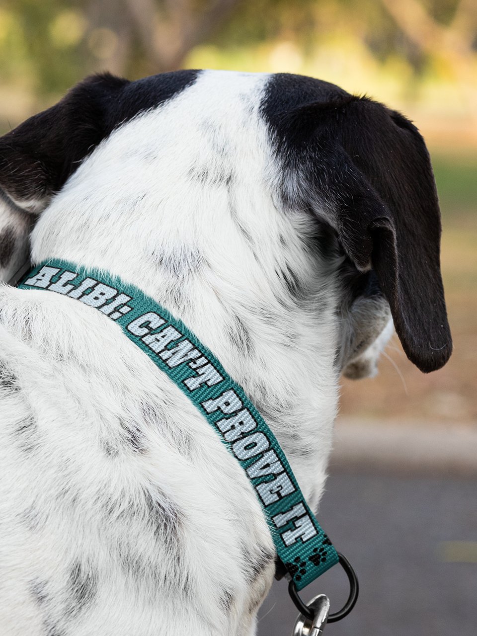 No Alibi No Regrets Dog Collar and Leash Set product image (11)