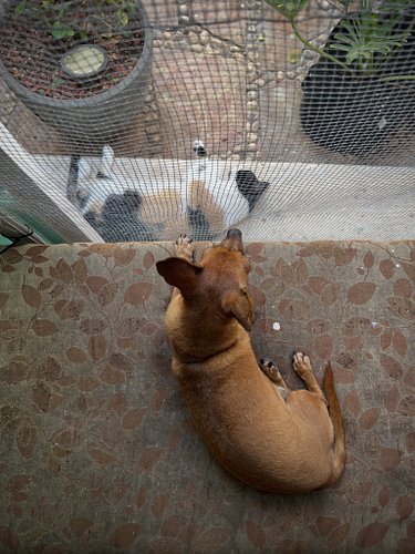 Our pack is our little Sesame Street, diverse, full of love and joy. Sometimes the skies get cloudy and there are even storms...