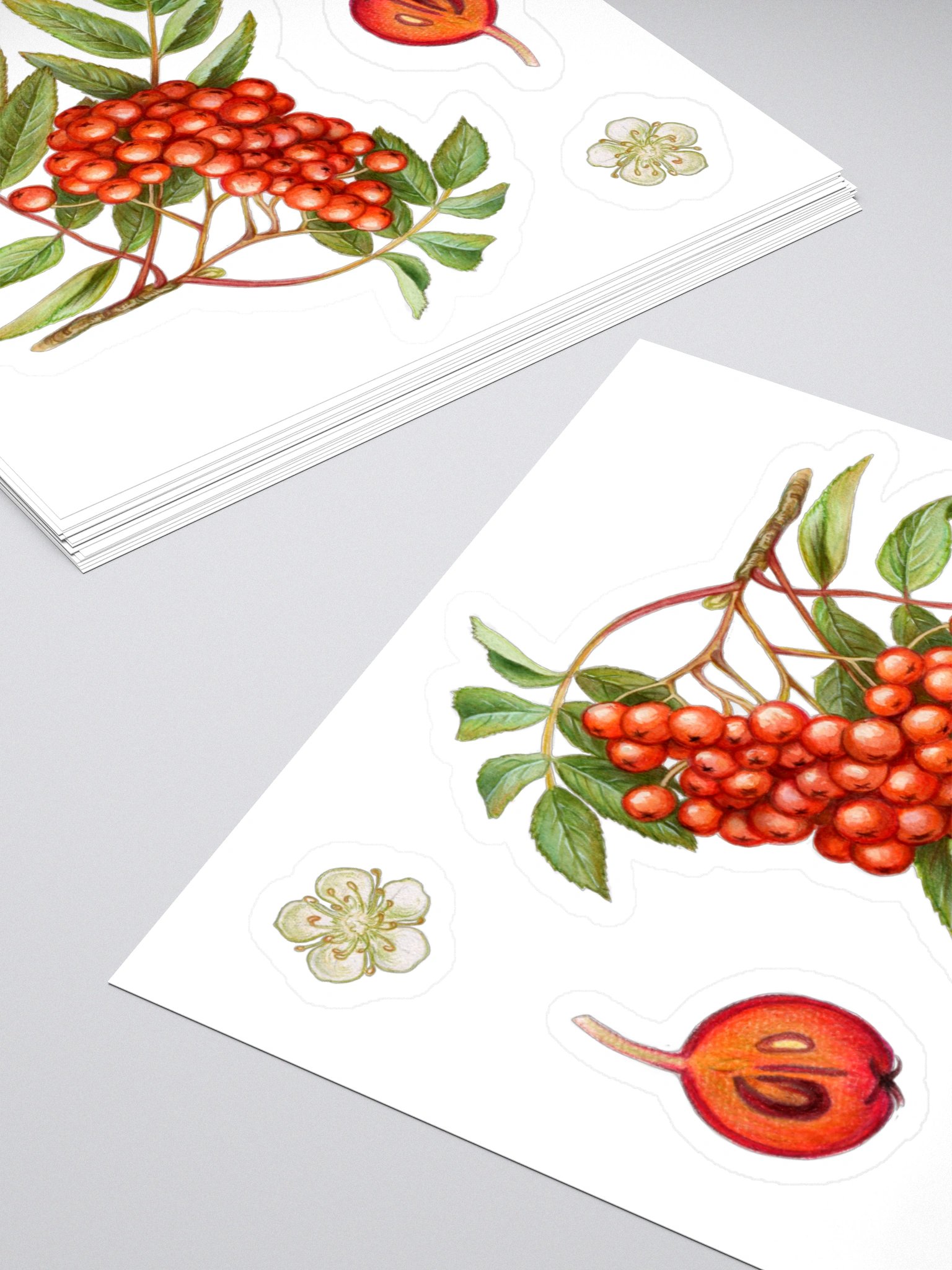 Rowan plant stickers product image (1)