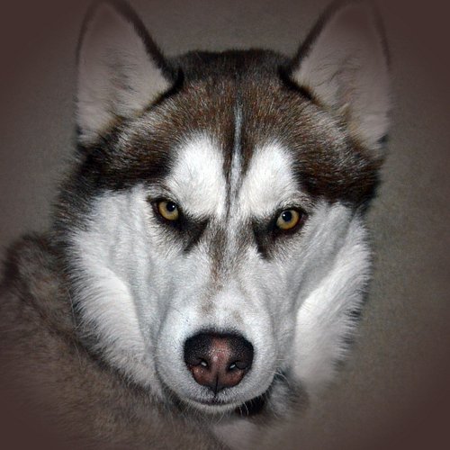 Blazer #huskylove #husky #huskypuppy