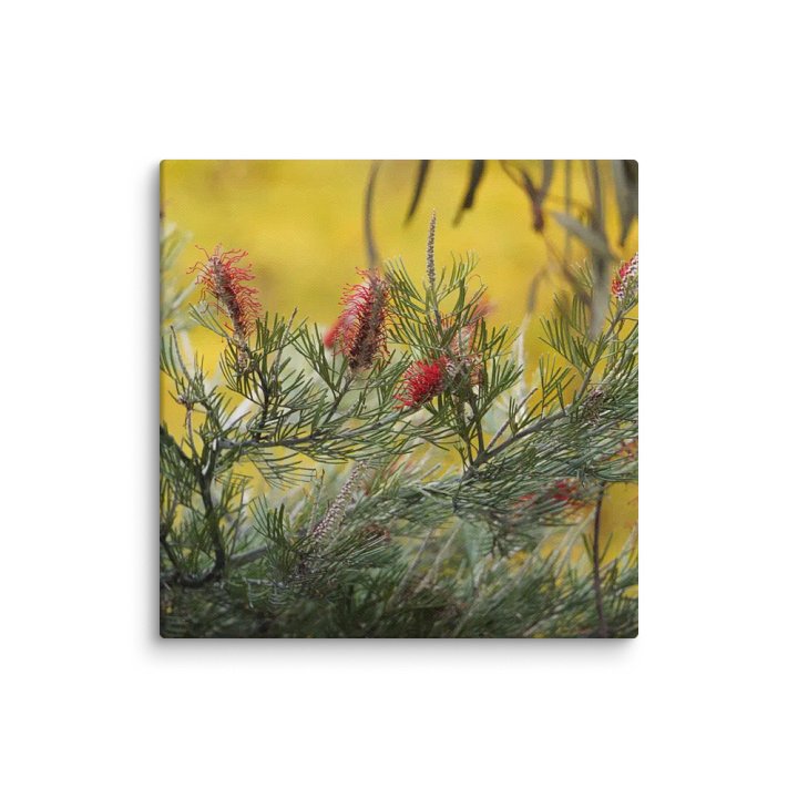 Banksia on a Canvas product image (1)