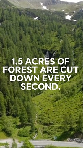 Every second counts. So does every tree.

While 1.5 acres of forest vanish every second, your action can help reverse that.

...