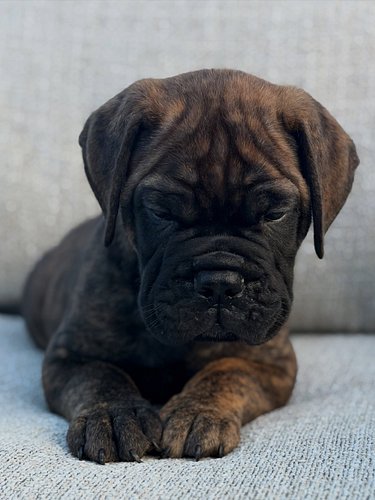 Brindle male. Titan son. 🅰️VAILABULL