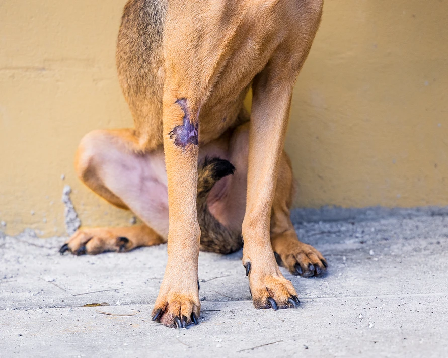 Rescue dog with a scar on her leg
