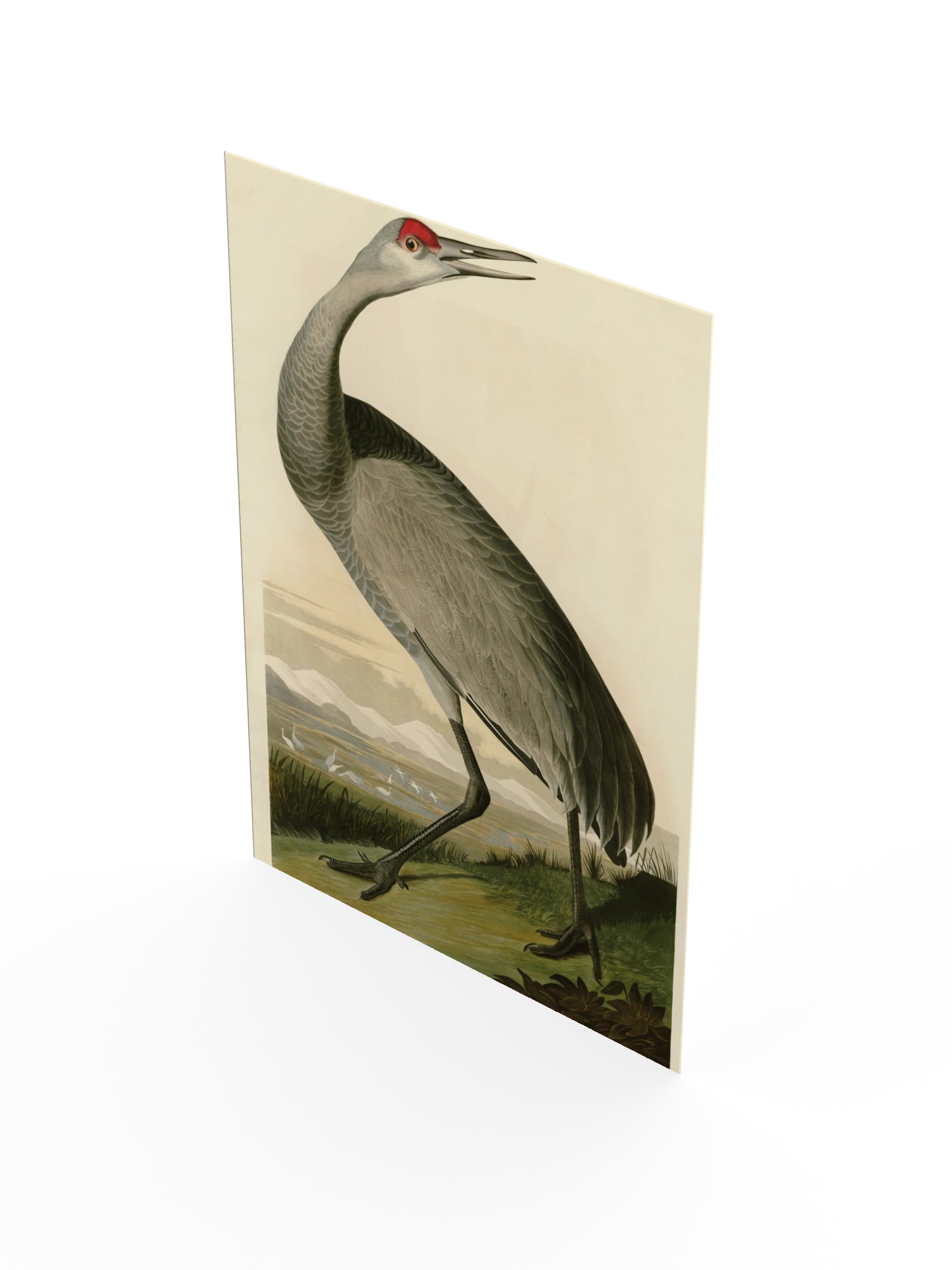 Hooping Crane, Plate 261 – Audubon Poster product image (3)