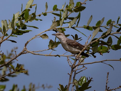 Northern Mockingbird about to enjoy some grub 😋

#backyardbirding #birder #southtexasbirding #northernmockingbird