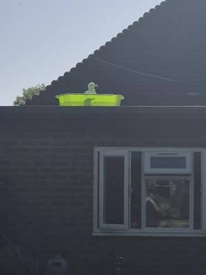 Resident seagull Fred is enjoying the paddling pool we put on the flat roof for the birds in this heatwave, one of seven watering holes around our gardens for the wildlife #ukwildlife #seagull #ukheatwave 