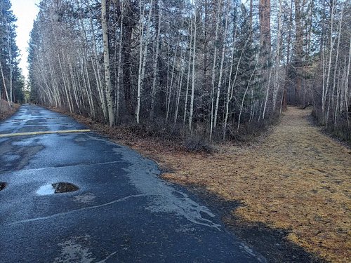 Which path do you choose?

#pnwtrails #forestwalks #naturetherapy🌿 #tamarack #wintervibes