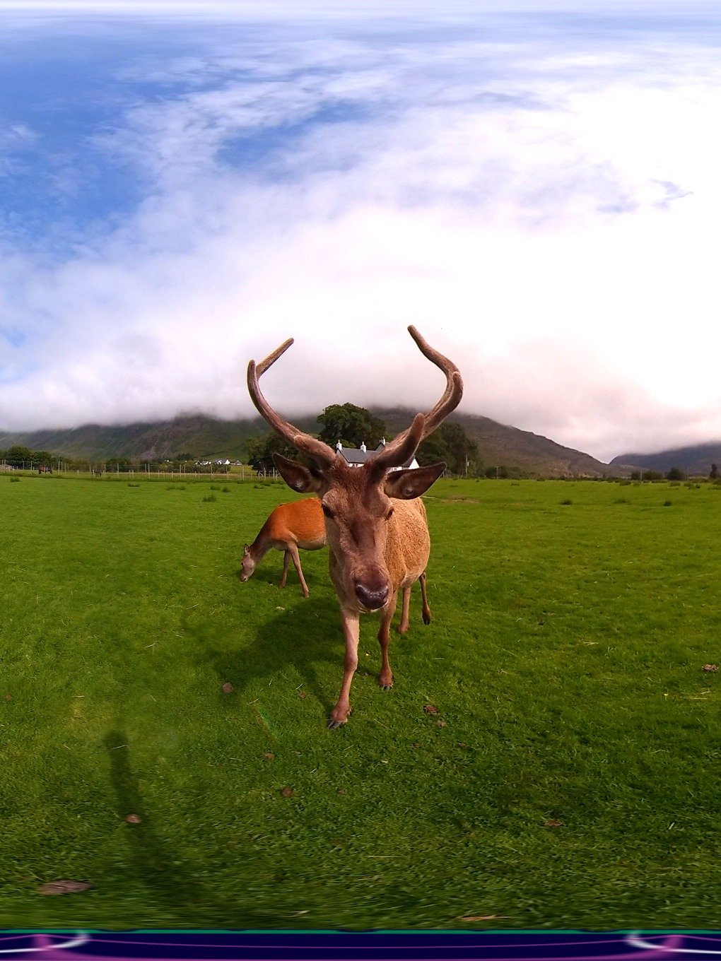 Scottish Treasure "Red Deer" Moment product image (1)