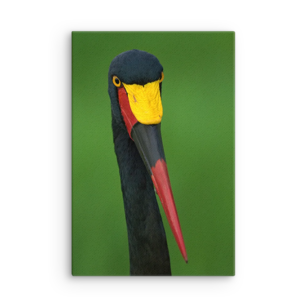 Saddle Billed Stork product image (3)