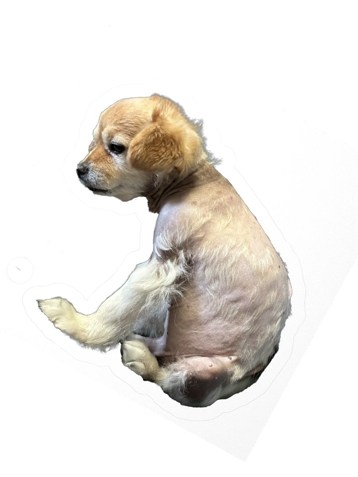 Darkness Falls (at the vet) product image (4)