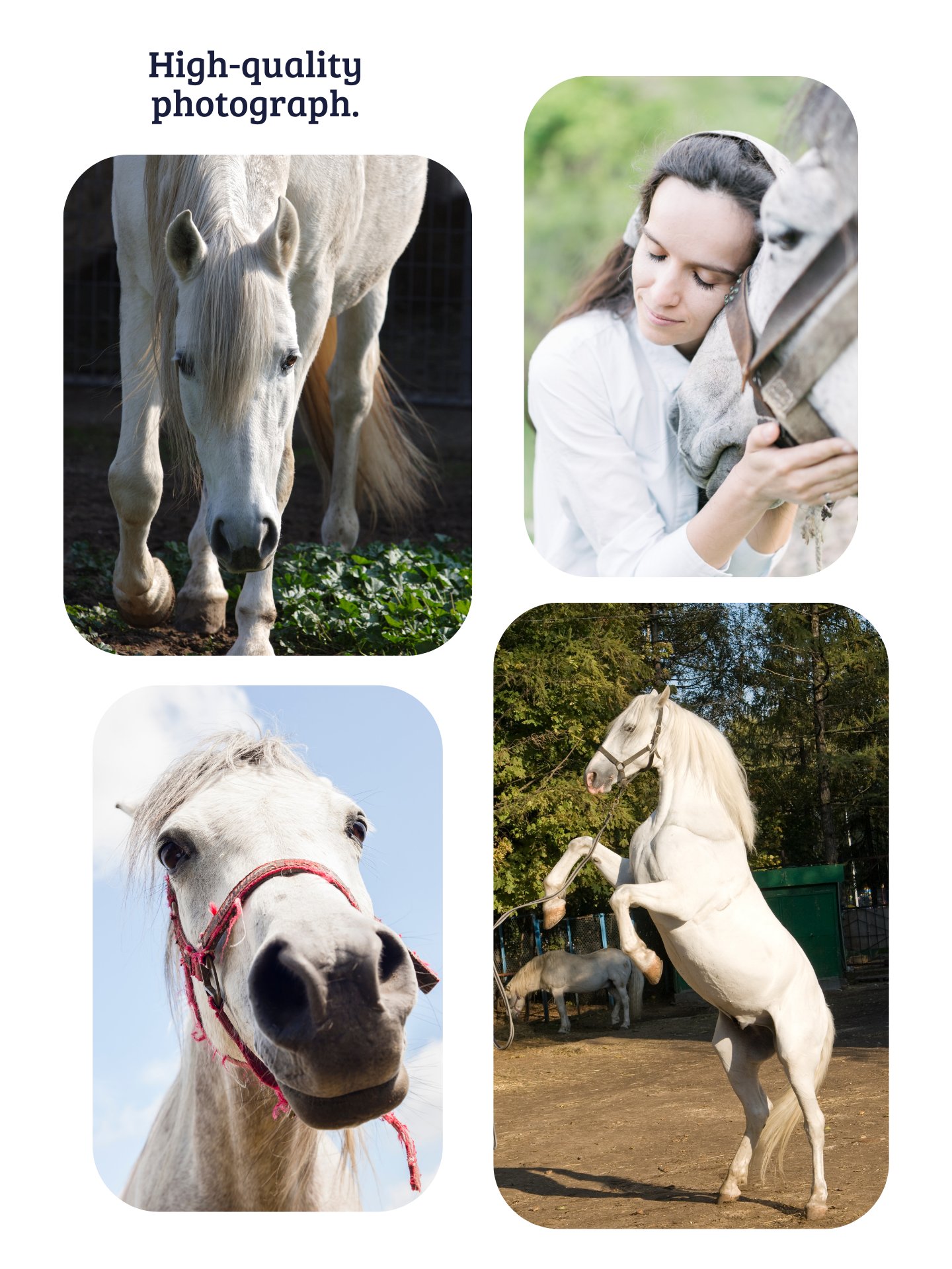 YOUR HORSE! / T-SHIRT WITH PERSONALIZED NAME / DIGITAL ART IV product image (4)