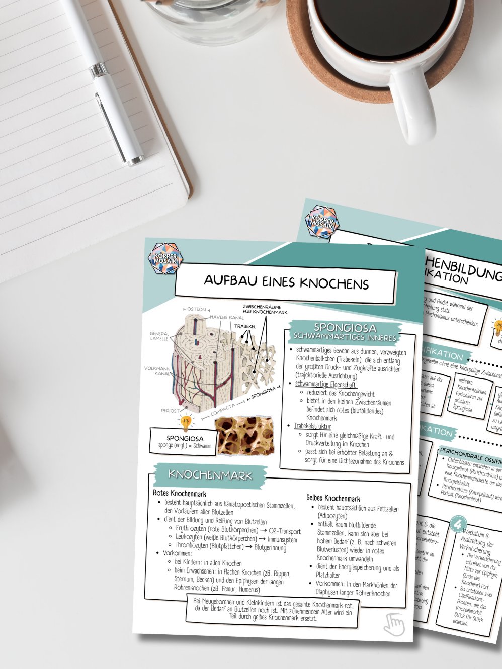 LernZettel 'Die Anatomie der Knochen' product image (3)