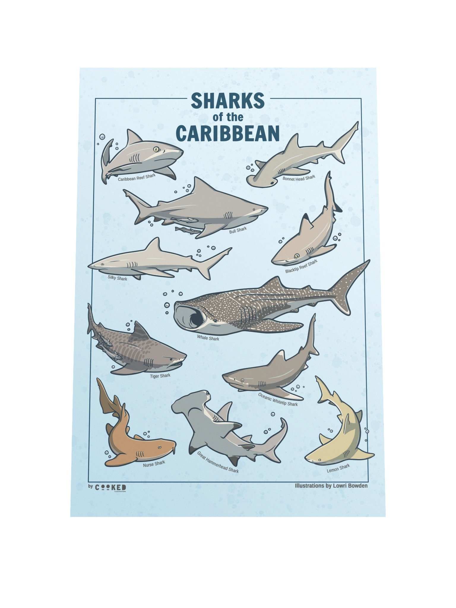 Sharks of the Caribbean - 11 Shark Illustrations - Original Illustrated Poster product image (1)