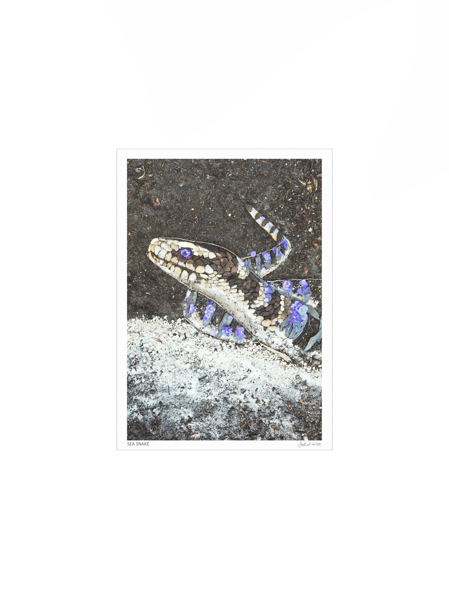 SEA SNAKE | Fine Art Print product image (2)
