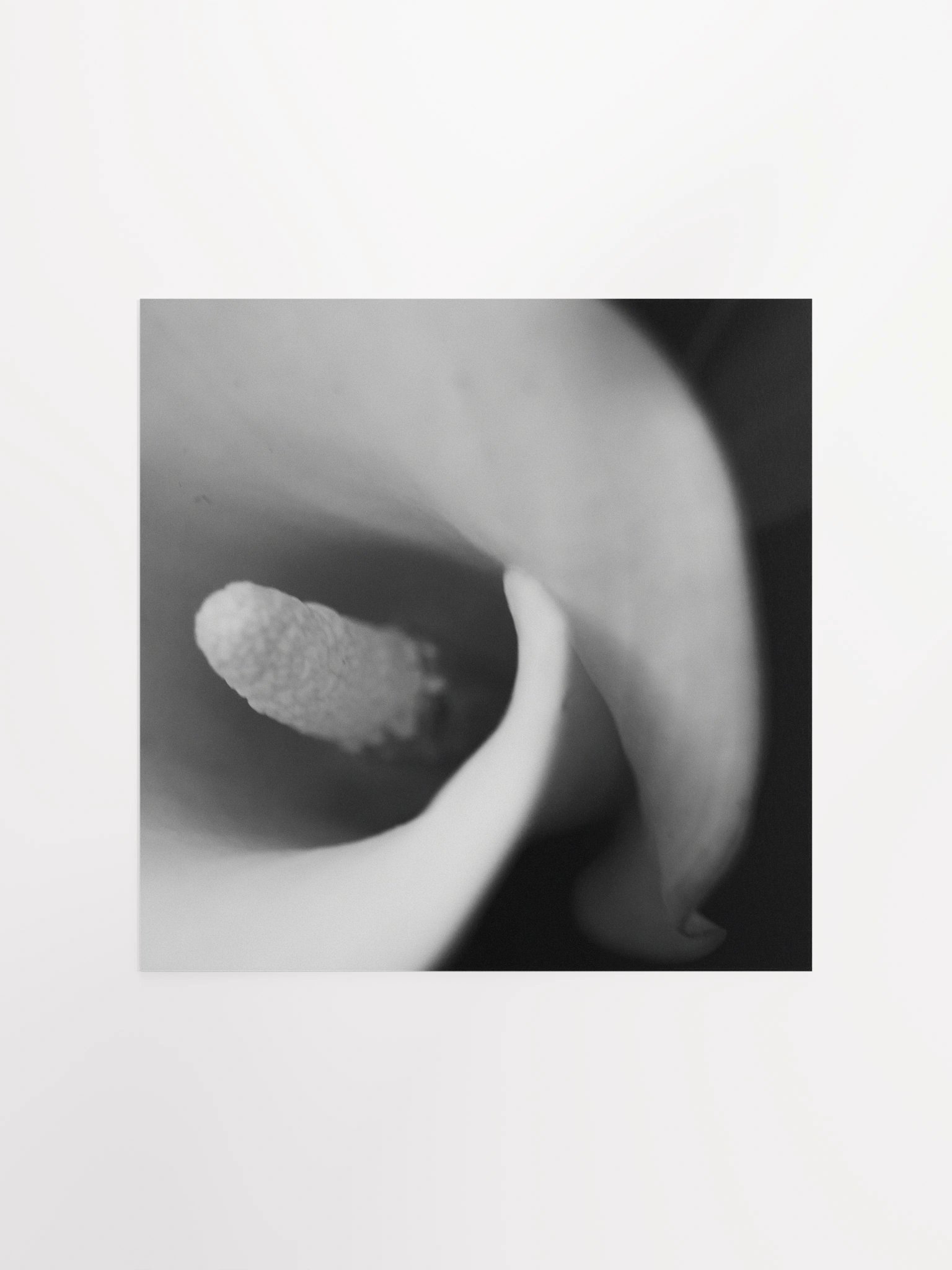 Calla Lily Print product image (2)