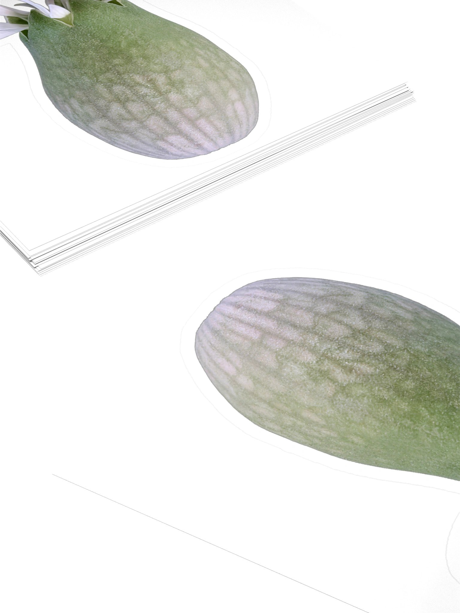 White Wildflower Sticker – Real Macro Photography product image (8)