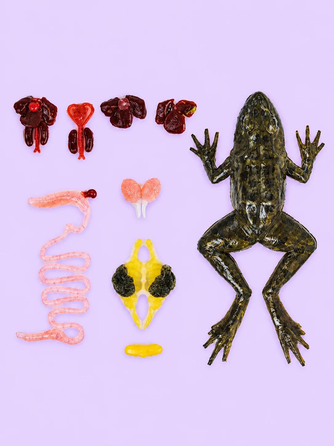 Anatomically Acurate Dissection Models (Piglet and Frog) product image (5)